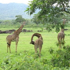 arusha national park giraffes 103 550 550shar 50brig 20 c1