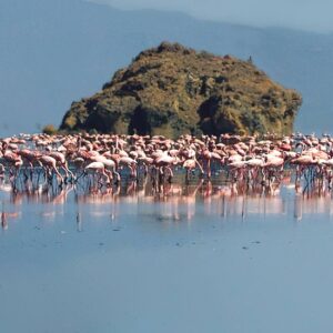 lesser flamingos lake natron 02 550 550shar 50brig 20 c1