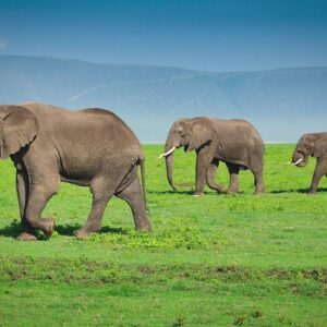 ngorongoro crater elephants nca 550 550shar 50brig 20 c1